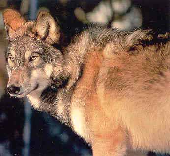 Hokkaido Grey Wolf