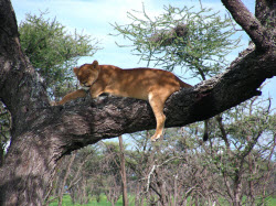 Northern Tanzania Wildlife Safari